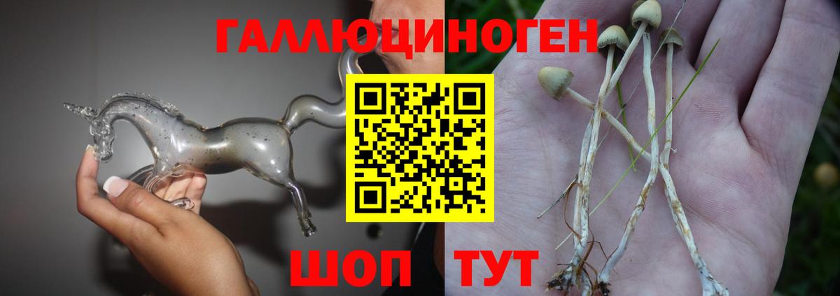 Элиста  Галлюциногенные грибы GOLDEN TEACHER  Вход с VPN 